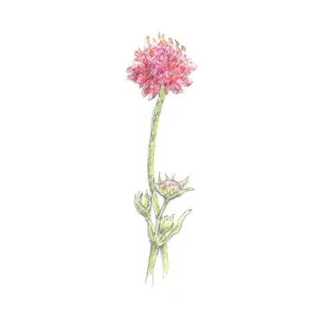 Illustration of a single flowering plant with a tall stem and pink bloom, rendered in a delicate, hand-drawn style.