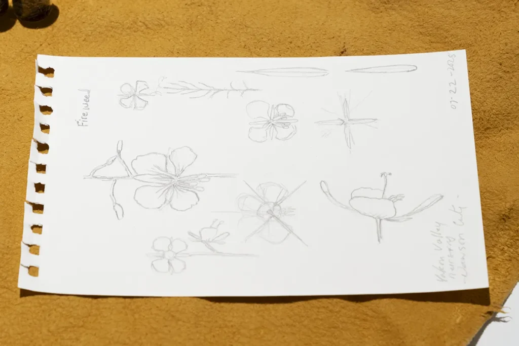 Pencil drawing of fireweed plant parts.