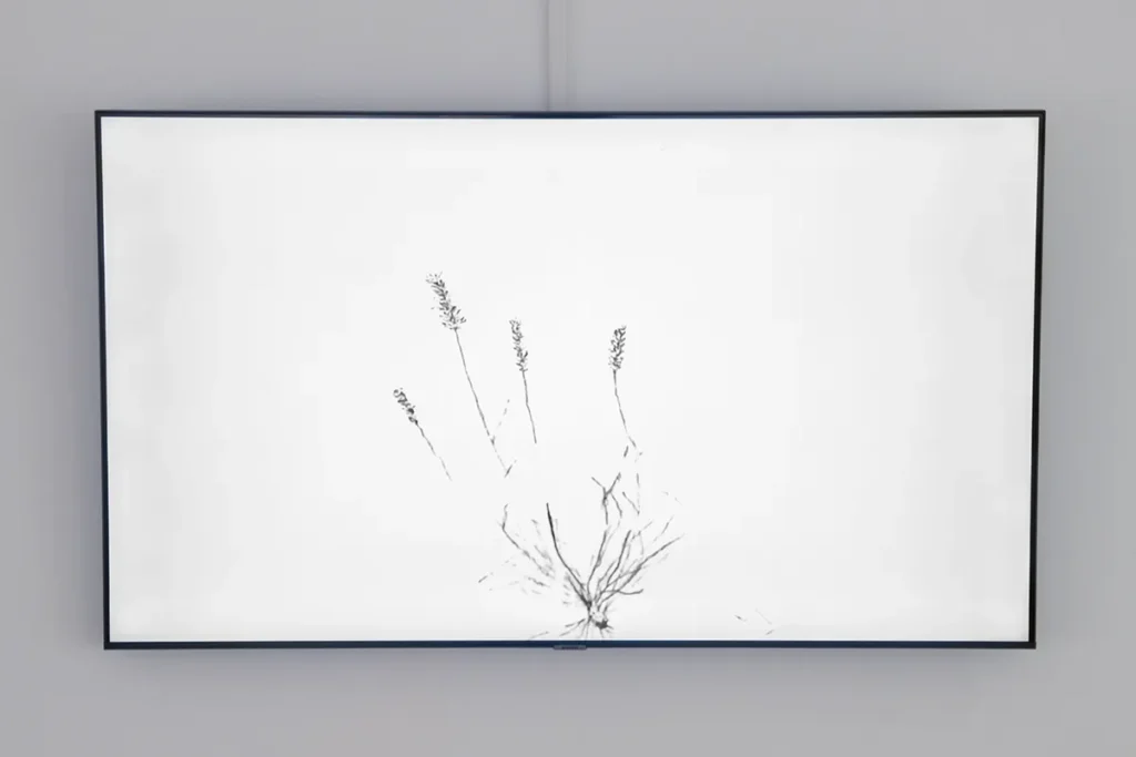 Wall-mounted monitor displaying a plant on a white background.