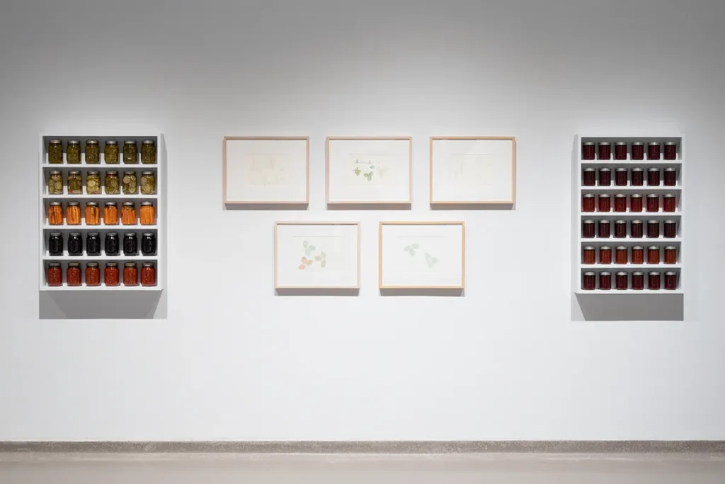 Jars of preserved vegetables displayed on wall-mounted shelves beside five watercolor plant drawings.
