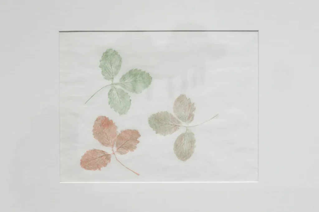 Drawing of three strawberry plants.