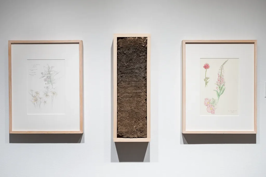 A cross-section of soil layers displayed between two framed drawings on a wall.