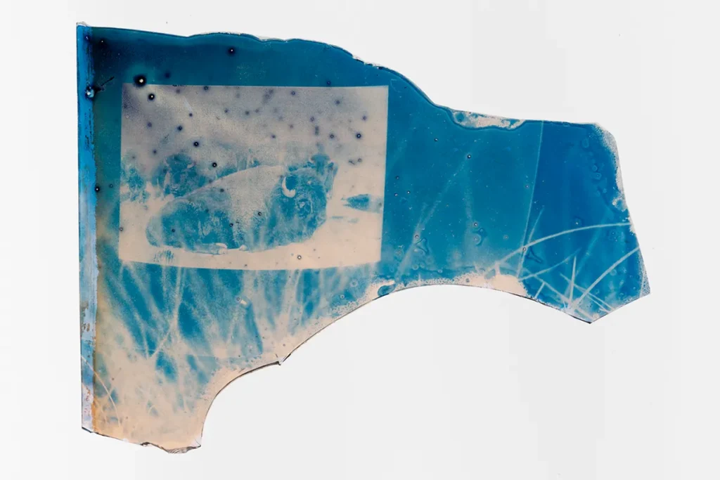 Cyanotype with an image of a buffalo.